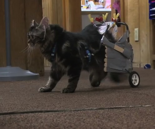 Compassion for a kitten